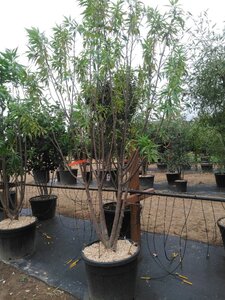 Chitalpa tashk. Summer Bells 200-250 cm cont. 110L meerstammig - afbeelding 2