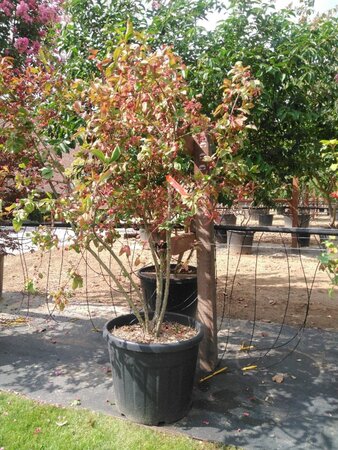 Euonymus europaeus 'Red Cascade' 125-150 cm cont. 70L multi-stem