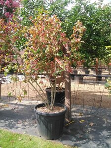Euonymus europaeus 'Red Cascade' 125-150 cm cont. 70L multi-stem