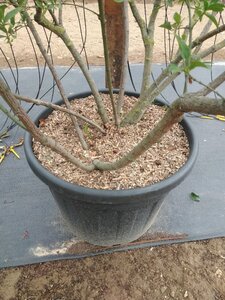 Euonymus europaeus 175-200 cm cont. 110L multi-stem