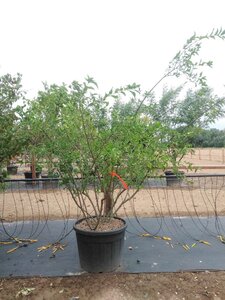 Euonymus europaeus 175-200 cm cont. 110L multi-stem - image 2