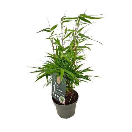 Fargesia rufa 20-30 cm cont. 1,5L
