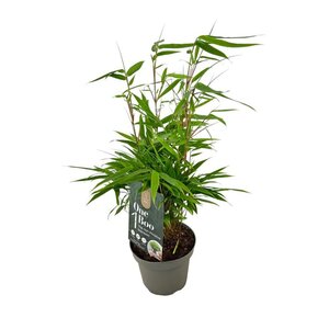 Fargesia rufa 20-30 cm cont. 1,5L