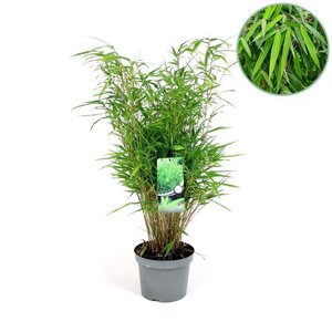 Fargesia rufa 40-60 cm cont. 5,0L