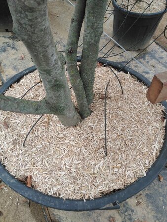 Fagus syl. 'Atropunicea' 350-400 cm cont. 180L meerstammig - afbeelding 1