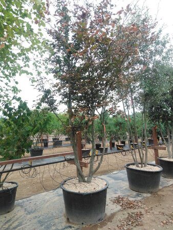 Fagus syl. 'Atropunicea' 350-400 cm cont. 180L meerstammig - afbeelding 2