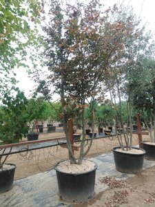 Fagus syl. 'Atropunicea' 350-400 cm cont. 180L meerstammig - afbeelding 2