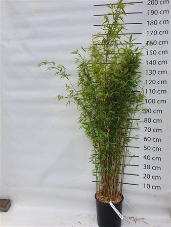 Fargesia 'Winter Joy' 150-175 cm cont. 15L