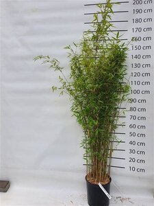 Fargesia 'Winter Joy' 150-175 cm cont. 15L