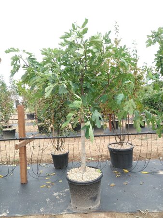 Ficus car. 'Brown Turkey' 18-20 Halfstam cont. 90L - afbeelding 1