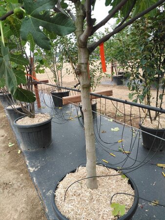 Ficus car. 'Brown Turkey' 18-20 Halfstam cont. 90L - afbeelding 2