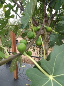Ficus car. 'Brown Turkey' 18-20 Halfstam cont. 90L - afbeelding 3