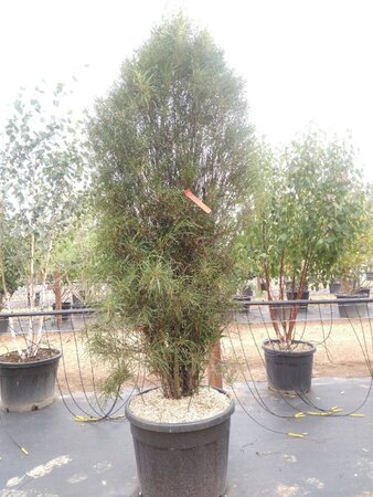 Frangula alnus Fine Line 175-200 cm cont. 110L meerstammig