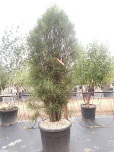 Frangula alnus Fine Line 175-200 cm cont. 110L meerstammig