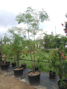 Gleditsia triacanthos inermis (DOORNLOOS) 200-250 cm cont. 110L meerstammig