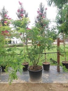 Gleditsia triac. 'Sunburst' 200-250 cm cont. 90L meerstammig