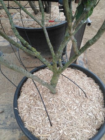 Hamamelis int. 'Arnold Promise' GEEL 125-150 cm cont. 110L meerstammig - afbeelding 1