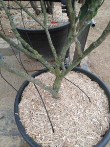 Hamamelis int. 'Arnold Promise' GEEL 125-150 cm cont. 110L meerstammig