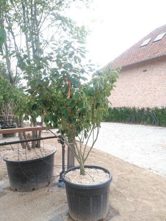 Hamamelis int. 'Arnold Promise' GEEL 125-150 cm cont. 110L meerstammig - afbeelding 2