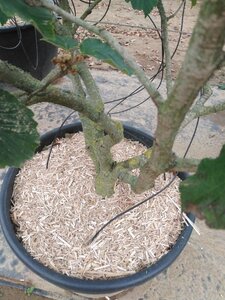 Hamamelis int. 'Pallida' GEEL 175-200 cm cont. 110L meerstammig