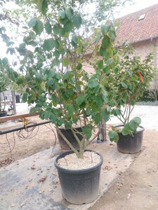 Hamamelis int. 'Pallida' GEEL 175-200 cm cont. 110L meerstammig - afbeelding 2