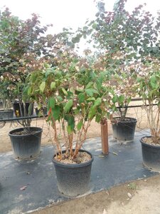 Hydrangea asp. 'Macrophylla' 100-125 cm cont. 70L meerstammig