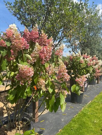 Hydrangea pan. Pinky Winky 125-150 cm cont. 70L meerstammig - afbeelding 1
