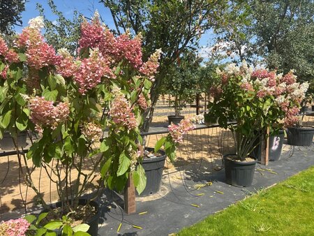 Hydrangea pan. Pinky Winky 125-150 cm cont. 70L meerstammig - afbeelding 4