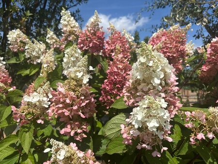 Hydrangea pan. Pinky Winky 125-150 cm cont. 70L meerstammig - afbeelding 2