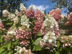 Hydrangea pan. Pinky Winky 125-150 cm cont. 70L meerstammig - afbeelding 2
