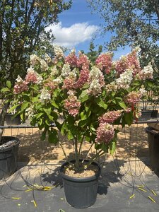 Hydrangea pan. Pinky Winky 125-150 cm cont. 70L meerstammig - afbeelding 6