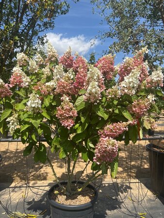 Hydrangea pan. Pinky Winky 125-150 cm cont. 70L meerstammig - afbeelding 3