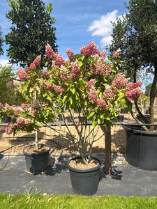Hydrangea pan. Pinky Winky 150-175 cm cont. 70L meerstammig - afbeelding 4