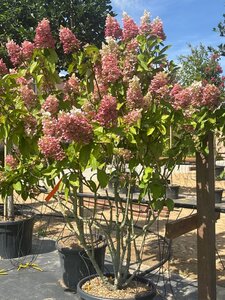 Hydrangea pan. Pinky Winky 150-175 cm cont. 70L meerstammig