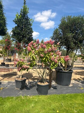 Hydrangea pan. Pinky Winky 150-175 cm cont. 70L meerstammig - afbeelding 2