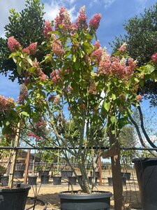 Hydrangea pan. Pinky Winky 150-175 cm cont. 70L meerstammig - afbeelding 3