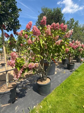 Hydrangea pan. Pinky Winky 150-175 cm cont. 70L meerstammig - afbeelding 5