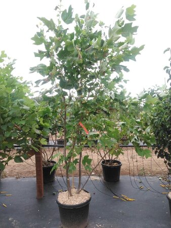 Liriodendron tulipifera 200-250 cm cont. 55L meerstammig - afbeelding 1