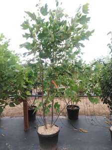 Liriodendron tulipifera 200-250 cm cont. 55L meerstammig