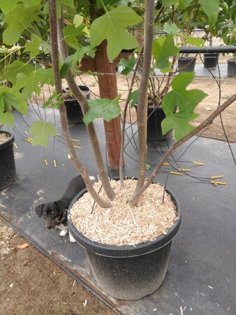 Liriodendron tulipifera 200-250 cm cont. 55L meerstammig - afbeelding 2