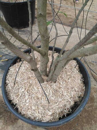 Magnolia 'Galaxy' 250-300 cm cont. 110L meerstammig - afbeelding 1