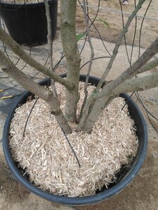 Magnolia 'Galaxy' 250-300 cm cont. 110L meerstammig