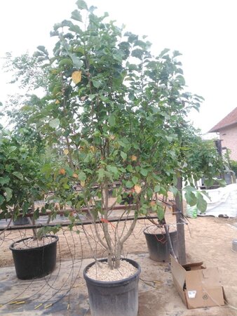 Magnolia 'Galaxy' 250-300 cm cont. 110L meerstammig - afbeelding 2