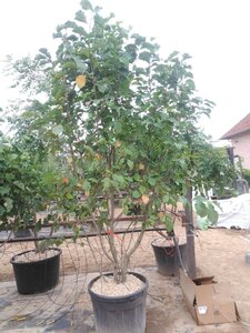 Magnolia 'Galaxy' 250-300 cm cont. 110L meerstammig - afbeelding 2