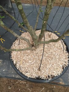 Magnolia loebneri 'Leonard Messel' 200-250 cm cont. 90L meerstammig