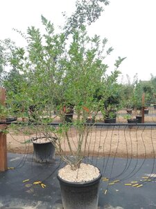 Magnolia loebneri 'Leonard Messel' 200-250 cm cont. 90L meerstammig - afbeelding 2