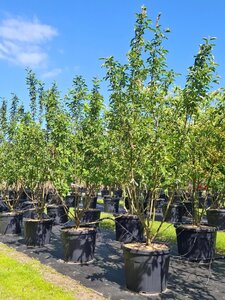 Malus 'Red Sentinel' 200-250 cm cont. 110L meerstammig - afbeelding 1
