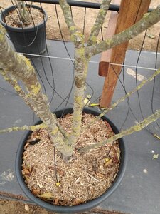 Malus 'Red Sentinel' 200-250 cm cont. 110L meerstammig - afbeelding 4