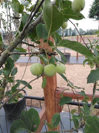 Malus 'Red Sentinel' 200-250 cm cont. 110L meerstammig - afbeelding 5