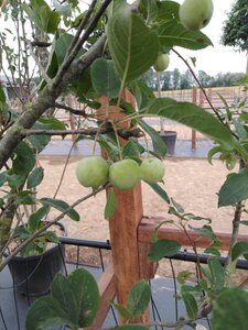Malus 'Red Sentinel' 200-250 cm cont. 110L meerstammig - afbeelding 5